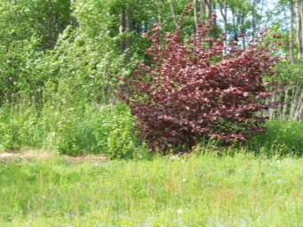  Red hazelnut against the background of the usual