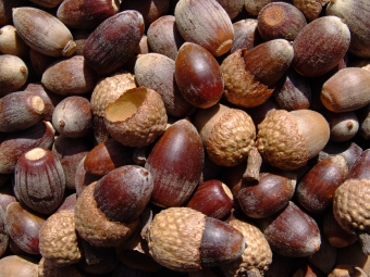  Acorns of Black Oak