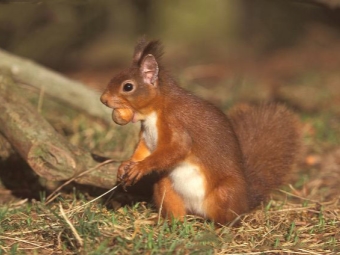  Acorn nagyon hasznos