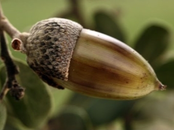  White Oregon Acorn