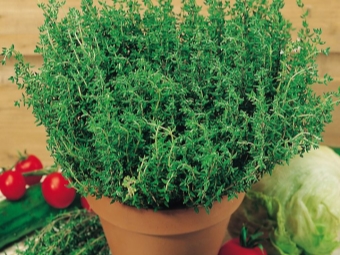  Thyme daun