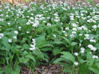  Character of wild garlic