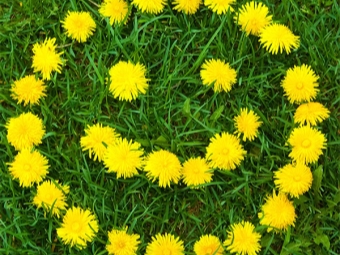  Flowers Dandelion Medicinal