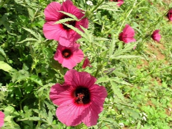  Hemp hibiscus