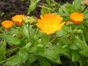  Calendula officinalis