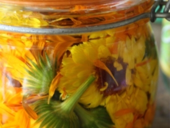  Calendula Infusion