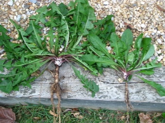  Freshly picked dandelion roots