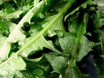  Young dandelion leaves