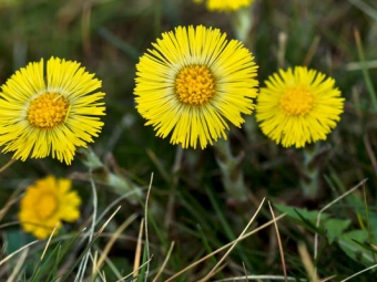  Coltsfoot virágok