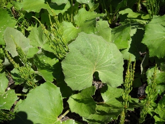  Coltsfoot levelei