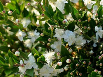  Blooming myrtle