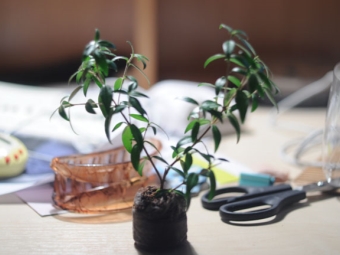  Cuttings of myrtle tree