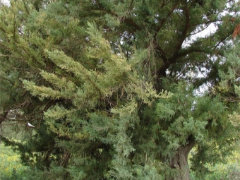  Bermuda juniper