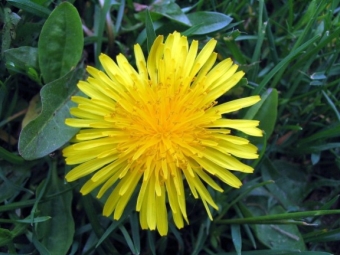  Dandelion flower