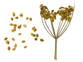  Parsnip seeds