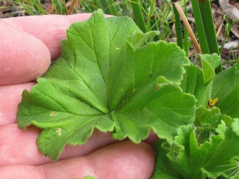  Pelargonium sheets