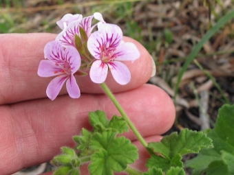  Pelargonium flowers