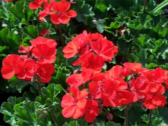  Pelargonium zonale