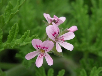  Pelargonium radens