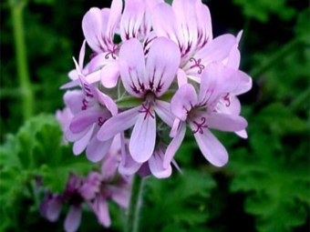  Pelargonium capitatum