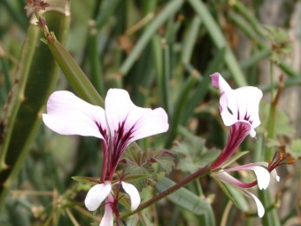  Pelargonium angulosum