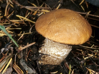  Cap boletus