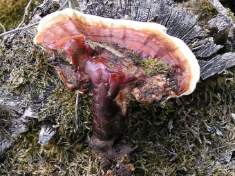  Appearance Reishi