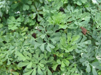  Fragrant leaves