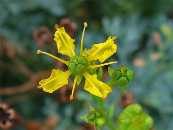  Flower rue fragrant