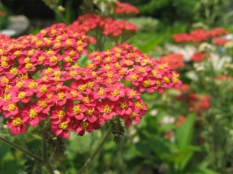  Yarrow bush