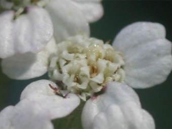  Yarrow flower