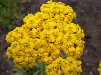  Big Yarrow