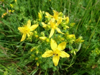  Hypericum perforatum