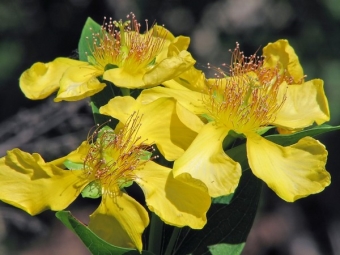  St. John's wort big