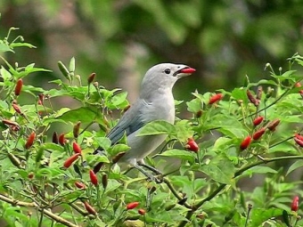  Chile Malaghetta Pepper