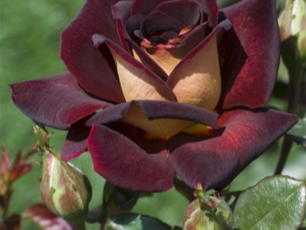  Hybrid garden rose flower