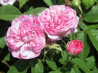  Damask roses