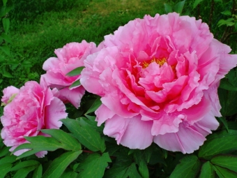  Peony flower