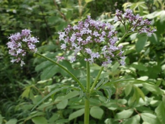  Valeriana officinalis