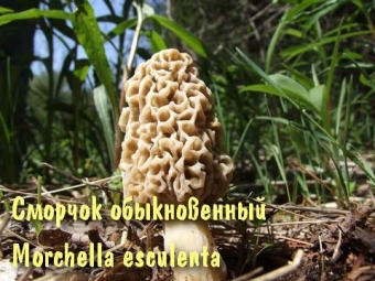  Morel