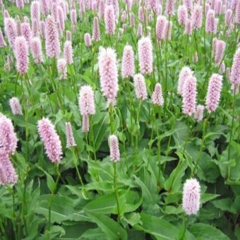  Highlander serpentine with large flowers