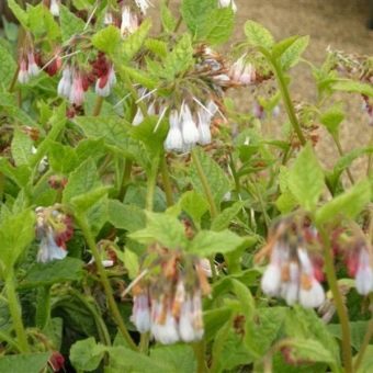  Hidcote Pink Grade Comfrey