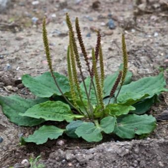  Plantain leaves and buds