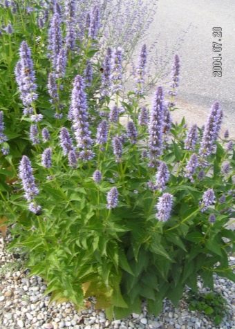  Anise hyssop