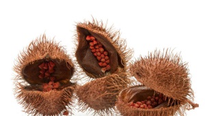  Annatto (annatto)