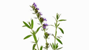  Hyssop (St. John's wort, agastahis)