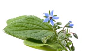  Cucumber herb (borage, borage)