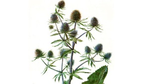  Eryngium (erngium)