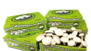  How to grow mushrooms?