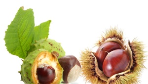  Chestnut